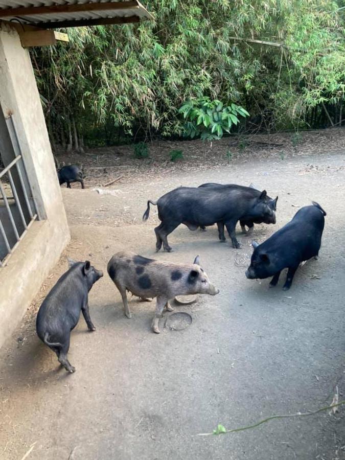 Ataalaya Farmhouse Batangas Zewnętrze zdjęcie