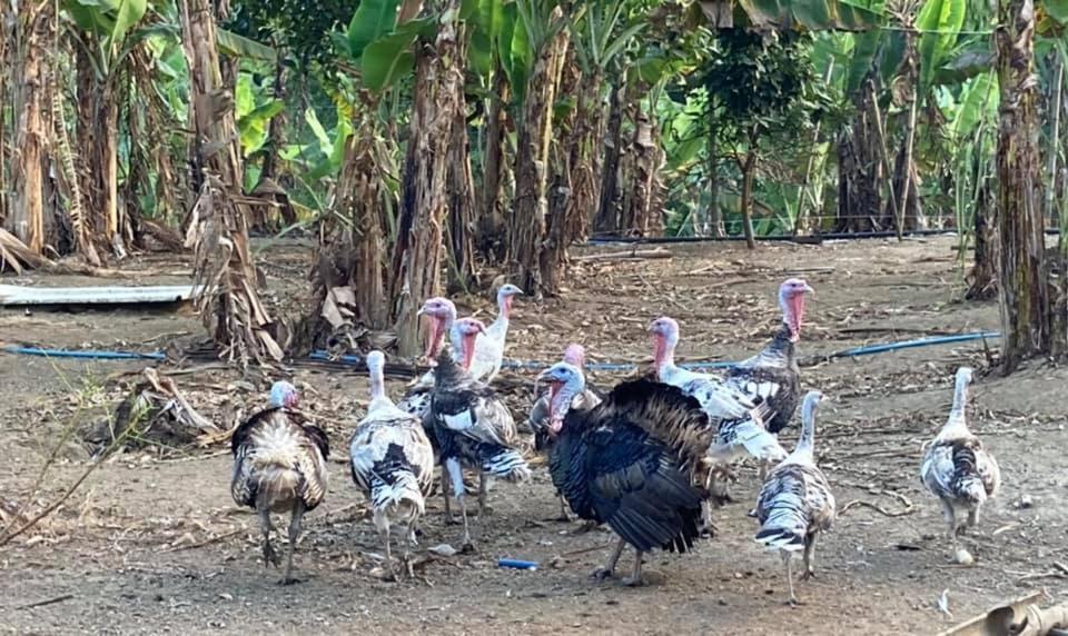 Ataalaya Farmhouse Batangas Zewnętrze zdjęcie