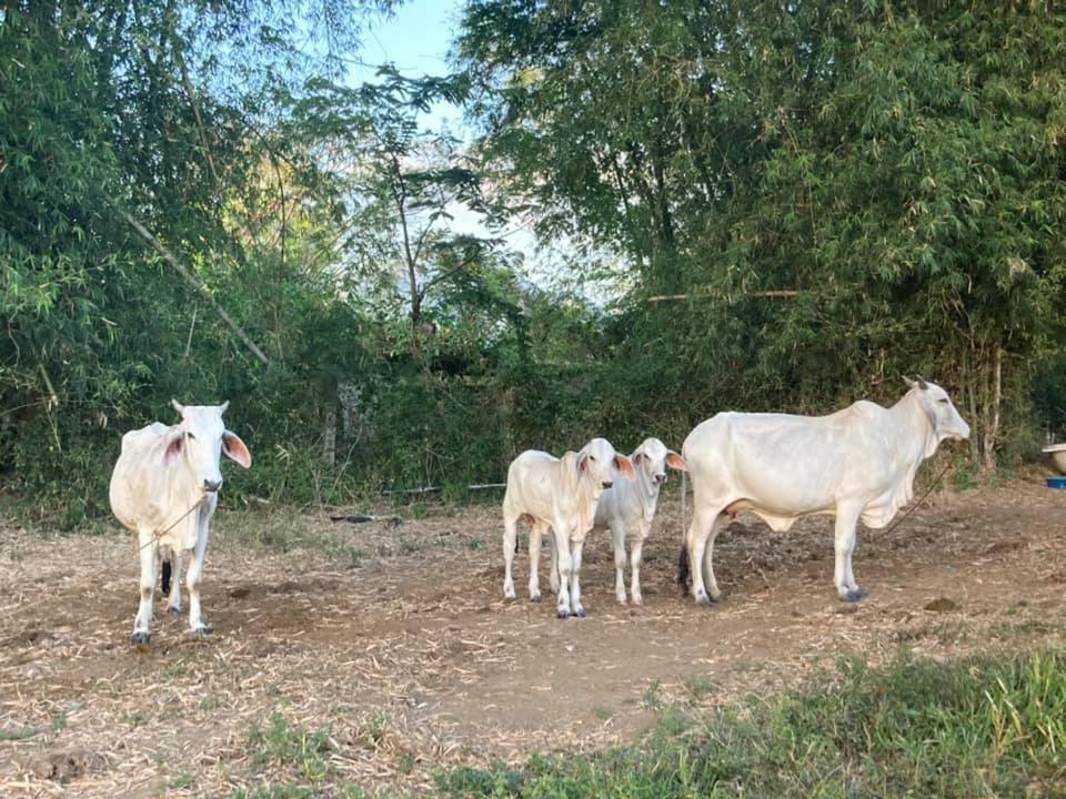 Ataalaya Farmhouse Batangas Zewnętrze zdjęcie