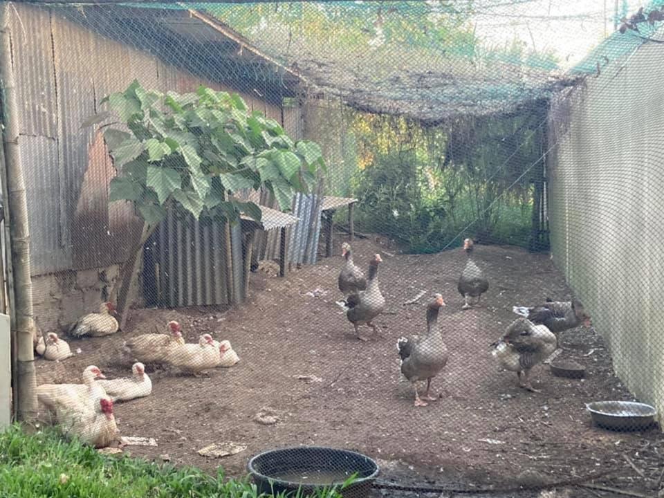 Ataalaya Farmhouse Batangas Zewnętrze zdjęcie