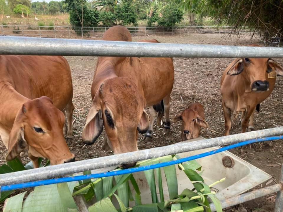Ataalaya Farmhouse Batangas Zewnętrze zdjęcie